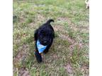 Mutt Puppy for sale in Angier, NC, USA