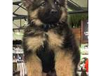 German Shepherd Dog Puppy for sale in Gibsonia, PA, USA