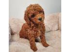 Girl 0421 Mini Goldendoodle