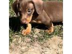 Dachshund Puppy for sale in Crossville, TN, USA