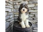 Mutt Puppy for sale in Fort Wayne, IN, USA