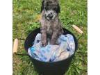 Mutt Puppy for sale in Lincolnton, NC, USA