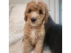 Goldendoodle Puppy for sale in Palestine, TX, USA