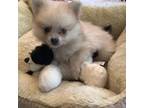 Pomeranian Puppy for sale in Mineral, VA, USA