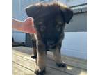German Shepherd Dog Puppy for sale in Medford, NY, USA
