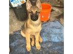 German Shepherd Dog Puppy for sale in Farmington Hills, MI, USA