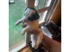 Havanese Puppy for sale in Douglasville, GA, USA