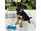 German Shepherd Dog Puppy for sale in Greenfield, IN, USA