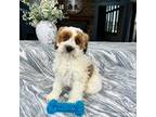 Cavapoo Puppy for sale in Greenfield, IN, USA