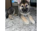 German Shepherd Dog Puppy for sale in Rocklin, CA, USA