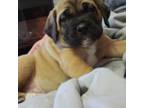 Cane Corso Puppy for sale in Wheeler, MI, USA