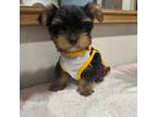 Yorkshire Terrier Puppy for sale in Fontana, CA, USA