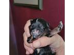 Shih-Poo Puppy for sale in Prairie City, IL, USA