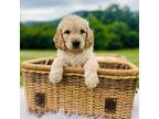 Goldendoodle Puppy for sale in Natural Bridge, VA, USA