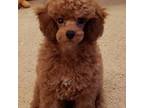 Poodle (Toy) Puppy for sale in Lexington, OK, USA