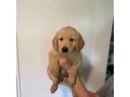 Golden Retriever Puppy for sale in Cassopolis, MI, USA