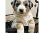 Miniature Australian Shepherd Puppy for sale in Mocksville, NC, USA