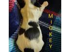 Shih Tzu Puppy for sale in Cheney, WA, USA