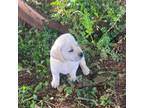 Labrador Retriever Puppy for sale in Amherst, VA, USA