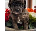 Mutt Puppy for sale in Reynoldsville, PA, USA