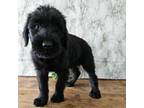 Schnauzer (Giant) Puppy for sale in Millersburg, OH, USA