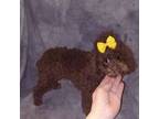 Poodle (Toy) Puppy for sale in Conroe, TX, USA