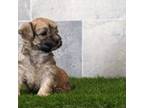 Mutt Puppy for sale in Fort Wayne, IN, USA