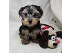 Yorkshire Terrier Puppy for sale in Donnellson, IA, USA