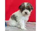 Mutt Puppy for sale in Laurel, MD, USA