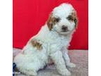Maltipoo Puppy for sale in Laurel, MD, USA