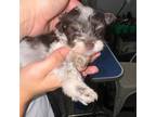 Schnauzer (Miniature) Puppy for sale in Morgan City, LA, USA