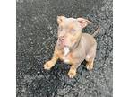 Mutt Puppy for sale in Methuen, MA, USA