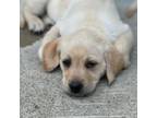 Labrador Retriever Puppy for sale in Laurel Hill, FL, USA