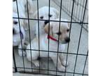 Labrador Retriever Puppy for sale in Laurel Hill, FL, USA