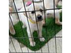 Labrador Retriever Puppy for sale in Laurel Hill, FL, USA