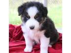 Australian Shepherd Puppy for sale in New Auburn, WI, USA