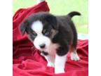 Australian Shepherd Puppy for sale in New Auburn, WI, USA