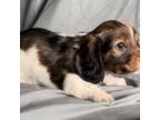 Dachshund Puppy for sale in Lind, WA, USA