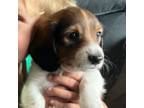 Dachshund Puppy for sale in Lind, WA, USA
