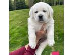 Labrador Retriever Puppy for sale in Huntington Station, NY, USA