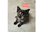 She-Ra Domestic Shorthair Kitten Female