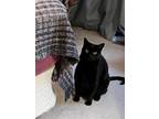 Lucy bonded w Mosey Domestic Shorthair Adult Female