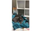Lilybell (Lily) bonded w Matilda (Tilly) Domestic Shorthair Young Female
