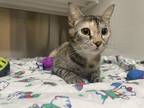 maxine Domestic Shorthair Adult Female