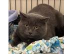 Vladimir Domestic Shorthair Adult Male