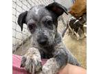 Tilly Australian Cattle Dog Young Female