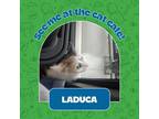 LaDuca Domestic Shorthair Adult Female