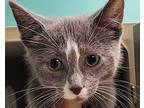 Cosmo Domestic Shorthair Kitten Male