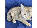 Amy Domestic Shorthair Kitten Female