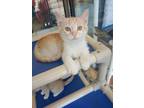 Neutron Domestic Shorthair Young Male